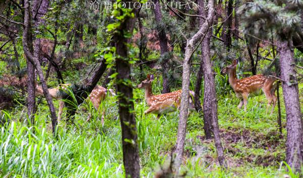 山東海島驚現野生鹿群,數量從7頭增長到200多頭,尋鹿之旅很過癮 山東海島驚現野生鹿群,數量從7頭增長到200多頭,尋鹿之旅很過癮