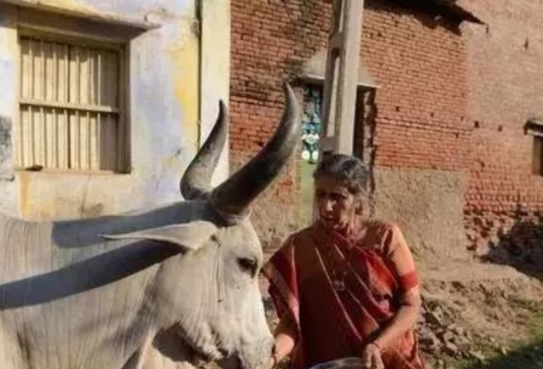印度一婦女,49年為愛守空房,退休後做飯放牛,卻配12名頂級保鏢 印度一婦女,49年為愛守空房,退休後做飯放牛,卻配12名頂級保鏢