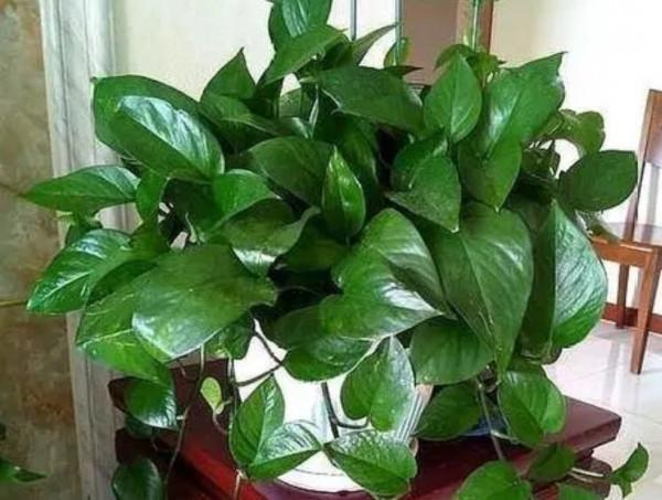 三種常見的觀賞植物，就怕澆水太勤，難怪老是黃葉枯萎