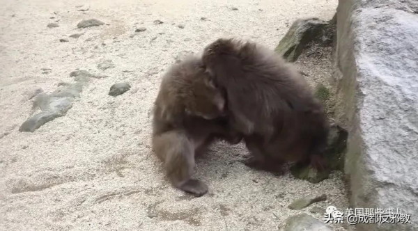 日本出現70年來首個母猴王，擊敗公猴王當上霸主！