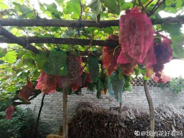 植物搬出門,痛快淋場雨,植物越來越旺 植物搬出門,痛快淋場雨,植物越來越旺