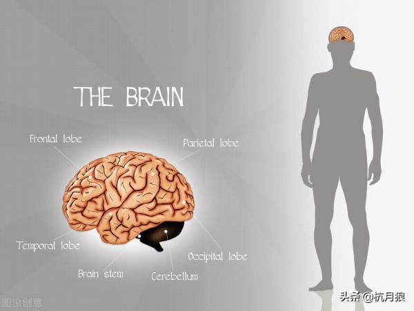 人類的大腦與三千年前相比,縮小了,並且一直在縮小 人類的大腦與三千年前相比,縮小了,並且一直在縮小