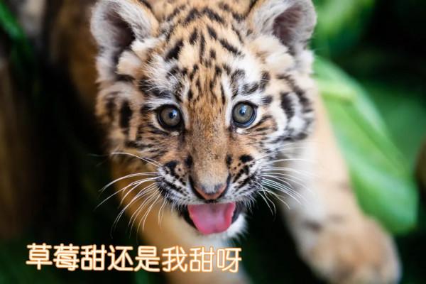 雲南這組&OpenCurlyDoubleQuote;萌&rdquo;虎表情包，快轉發收藏