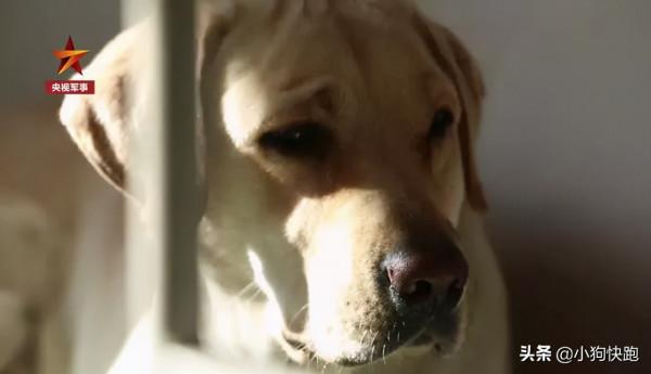 英雄離去，功勳軍犬患癌即將離世，鐵骨軍人懷抱愛犬痛哭流淚