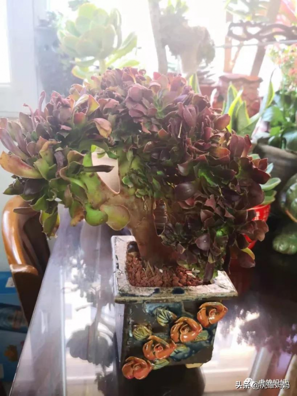 我家雙十一入項的多肉鮮花留影檔案記錄（三）