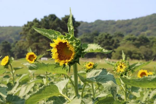 中秋去哪兒:粉黛染山頭,如煙似霞浪漫朦朧 中秋去哪兒:粉黛染山頭,如煙似霞浪漫朦朧