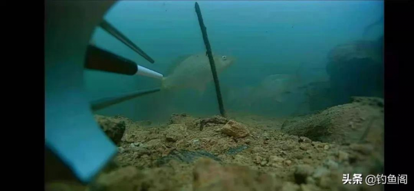 在家自制丁香油,拿蚯蚓蘸一下再施釣,魚兒的咬鉤率明顯增加 在家自制丁香油,拿蚯蚓蘸一下再施釣,魚兒的咬鉤率明顯增加