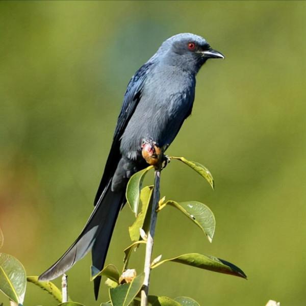 東江攬勝:收集常見鳥類圖譜之猛禽篇,攝鳥人自留地,建議收藏 東江攬勝:收集常見鳥類圖譜之猛禽篇,攝鳥人自留地,建議收藏