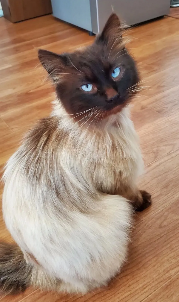 “下輩子,我再也不養暹羅貓了!” “下輩子,我再也不養暹羅貓了!”