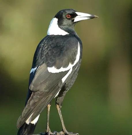 100幅美麗的鳥圖欣賞