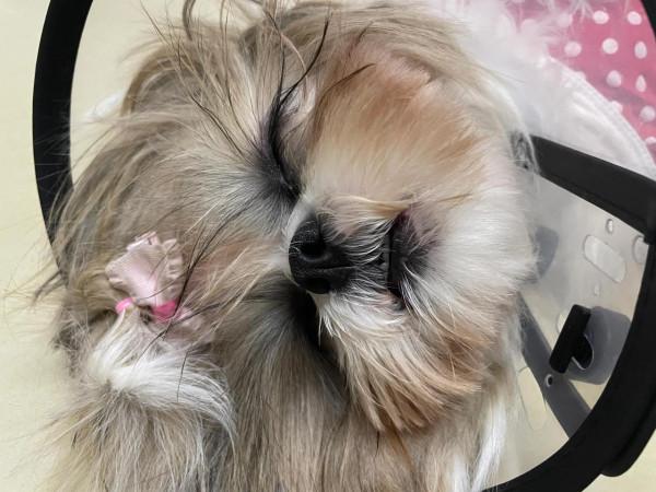 你們家的狗狗都怎麼睡覺呀