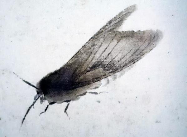 齊白石筆下的飛蟲,精細之極 齊白石筆下的飛蟲,精細之極