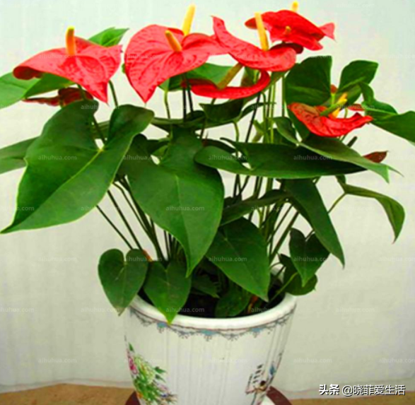 容易被水澆死的“14種花”，手太勤反而養不活