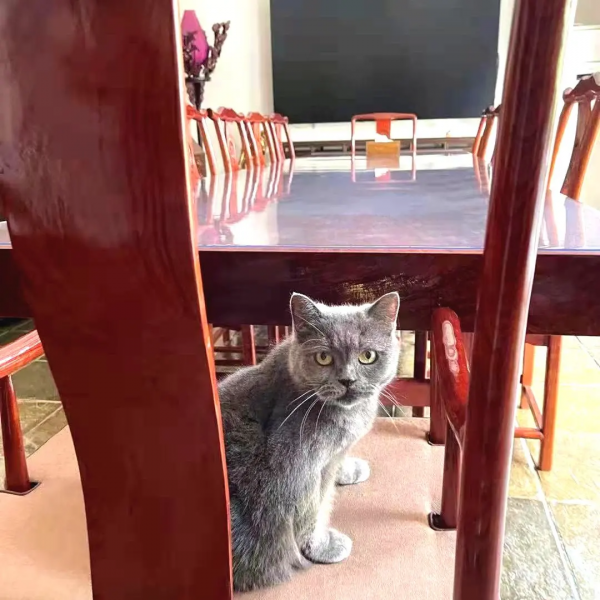 《論“肚腩”對小貓咪的重要性》