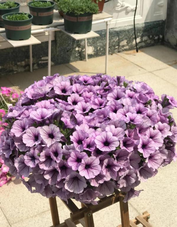 矮牽牛花，要想開花爆盆，就要大剪大修，有舍才有得