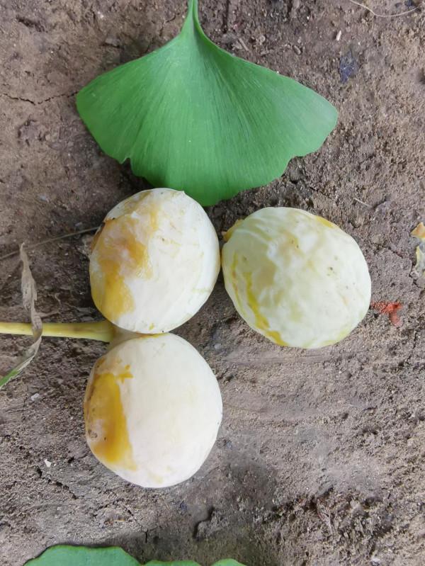 白果——藥食兩用佳品,但要注意安全食用,避免中毒 白果——藥食兩用佳品,但要注意安全食用,避免中毒