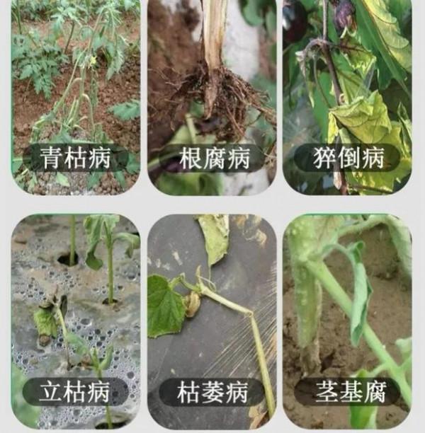 噁黴靈雖是治療根腐病的特效藥,但效果好不好,還要看你怎麼用 噁黴靈雖是治療根腐病的特效藥,但效果好不好,還要看你怎麼用