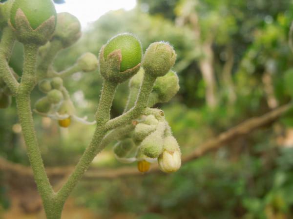 一味中藥——假菸葉樹，既可治痛風，又可治癬，還可治黃腫