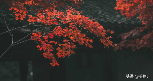 紅葉,入眼成詩,入心為情 紅葉,入眼成詩,入心為情