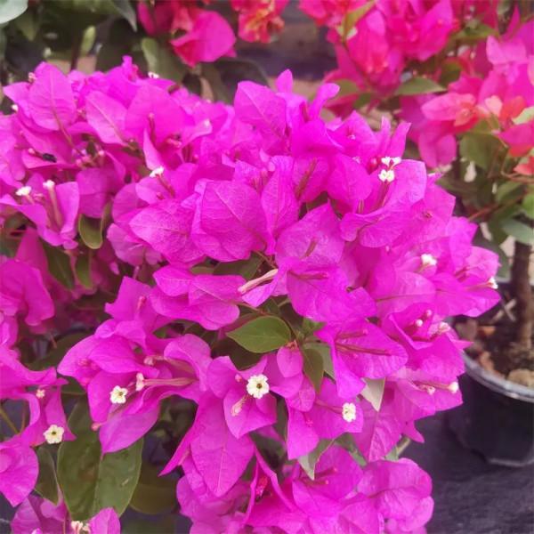 這些花，現在入手最適合，冬季室內也能花開爆盆