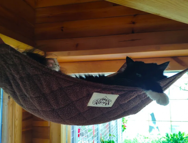 小甜妞兒喜歡硬枕頭