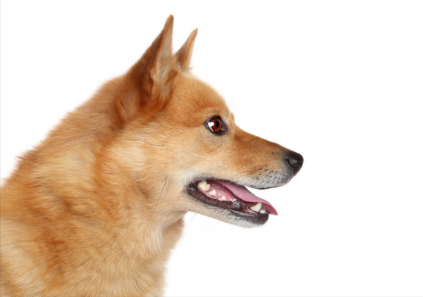 排名前十的大暖狗，快來看看你家狗狗上榜嗎？