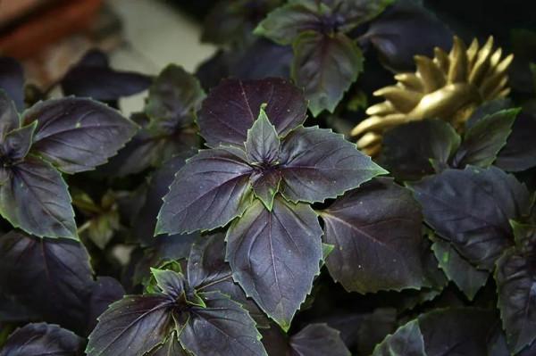 羅勒、聖羅勒、甜羅勒和河南“荊芥”，到底什麼關係？