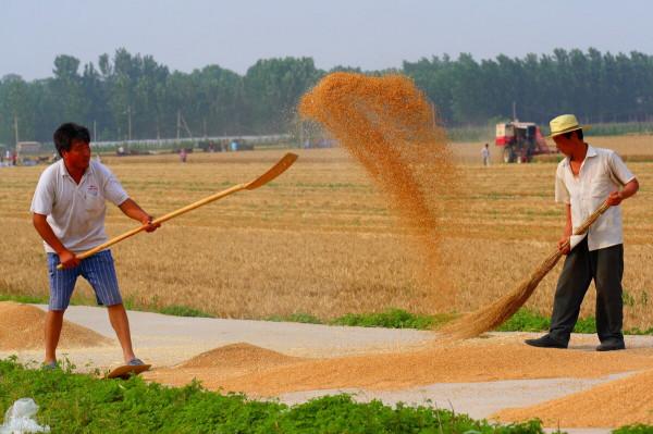 小麥進入震盪期！區域性繼續上漲