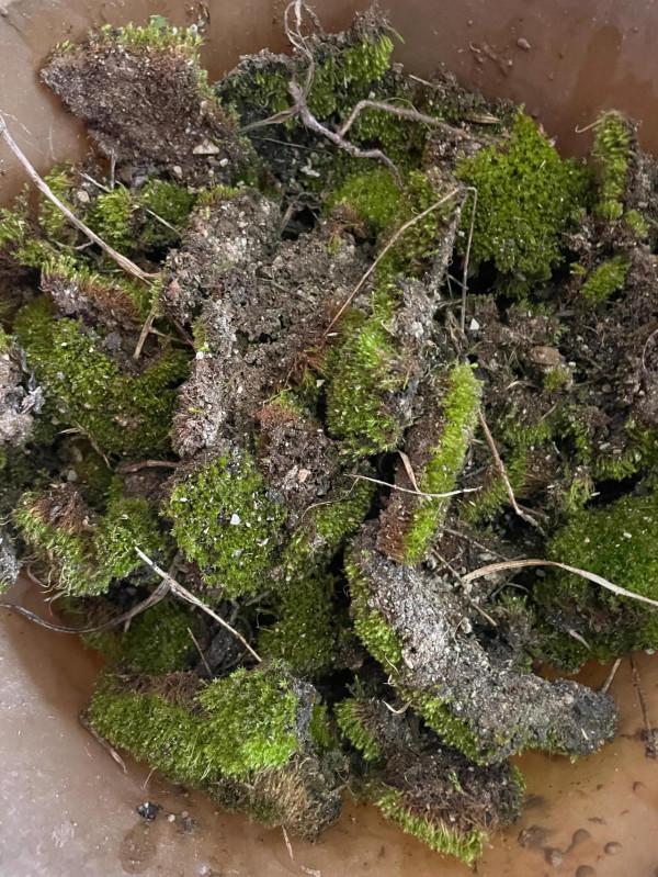 綠色小清新，不用花錢去買，你也可以擁有