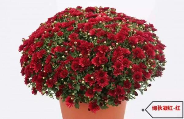 5種球菊,開花易爆盆,堪稱開花機器 5種球菊,開花易爆盆,堪稱開花機器