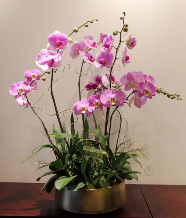 5種“仙女花”冬天正“美膩”，家裡養一盆，仙氣飄飄，一屋香氣