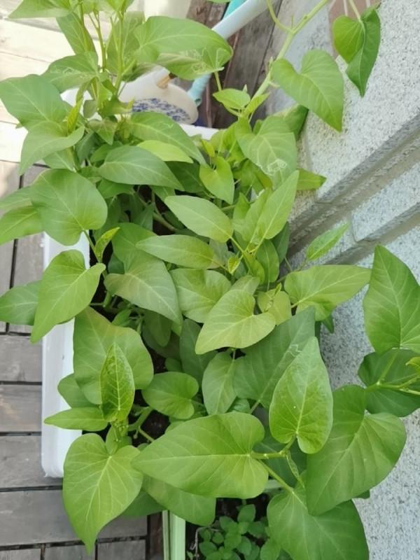 這6種菜,吃完“菜根”別扔,插進花盆裡勤澆水,兩週成小菜園 這6種菜,吃完“菜根”別扔,插進花盆裡勤澆水,兩週成小菜園