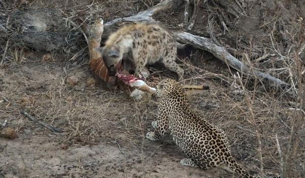 比人類壓力還大的雄獅到底多悲慘?一生征戰,打不動時死期就到了 比人類壓力還大的雄獅到底多悲慘?一生征戰,打不動時死期就到了