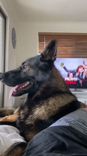 警犬退役後情緒很低落,鏟屎官靈機一動,陪它演了一齣戲 警犬退役後情緒很低落,鏟屎官靈機一動,陪它演了一齣戲