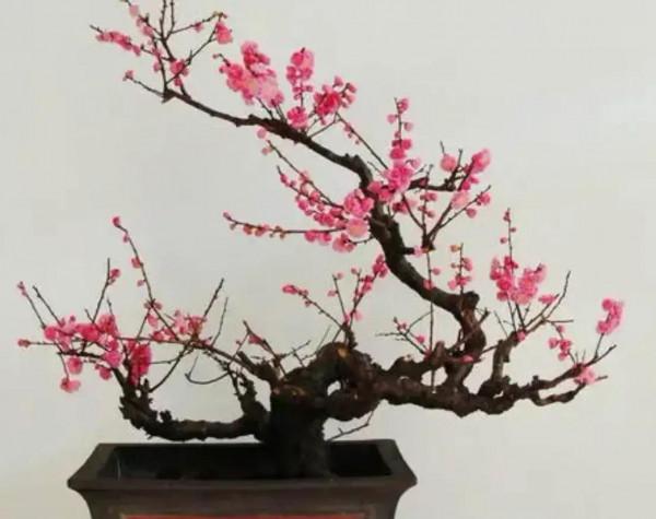 分享~~~小盆景 大世界 小巧玲瓏 精美絕倫 冬日裡一抹紅 美醉啦