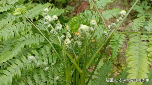 農民當柴火燒的蕨菜，不知三大用途很實用，值得了解