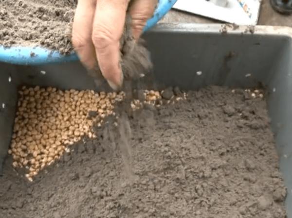 農村大叔10平方米沙土裡撒黃豆，5天吃上鮮美豆芽，不施肥不打藥