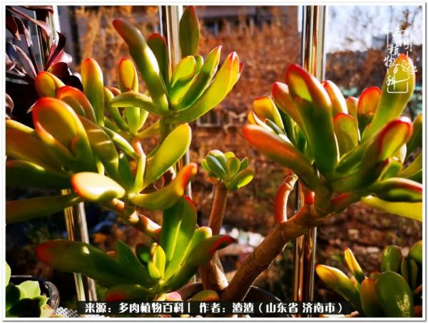 一個不稱職90後的闡述：何以解憂？唯有多肉