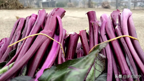貴州威寧兔街：煙地套種紅菜薹 一份土地有雙收