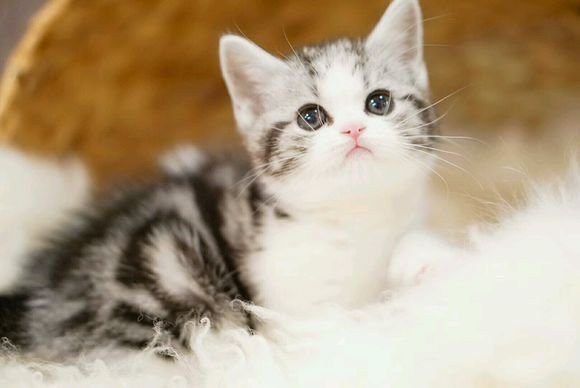 貓咪品種介紹大全！我們應該怎麼選擇適合自己的貓咪？