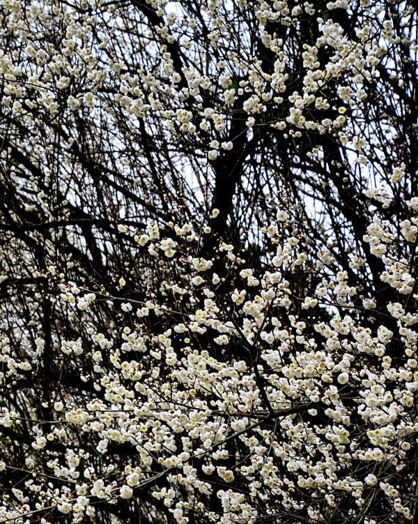 臘梅·白梅·紅梅：三梅齊放