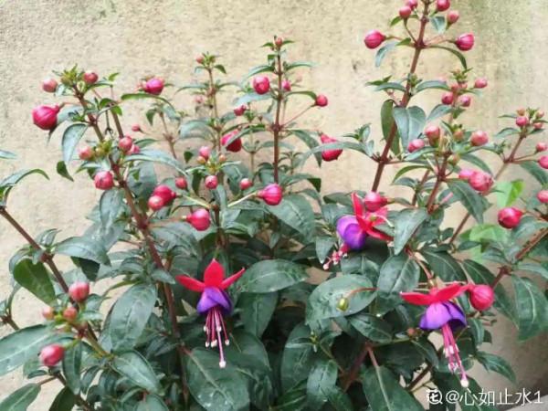 花600塊買的大花蕙蘭，掉個苞20塊錢沒了，心疼···