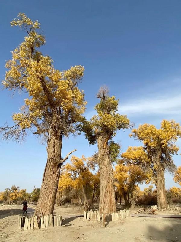 沙漠生命之魂 ～ 胡楊林