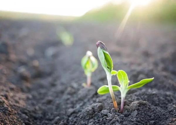 脾虛難調，怎麼辦？5種脾虛型別，要分清！看看你是屬於哪種型別