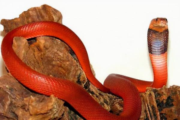 十種神奇紅色動物排行榜 小龍蝦上榜，第七被稱為“財神魚”