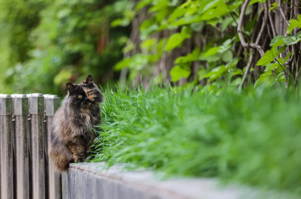我像風一樣自由 我像風一樣自由