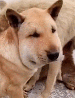 狗子用實力詮釋，什麼叫“百蟄不撓”