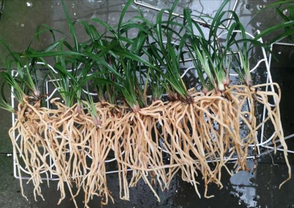 蘭花總也養不好？那是你太勤快了，適當“懶”一點，芽自來花自開