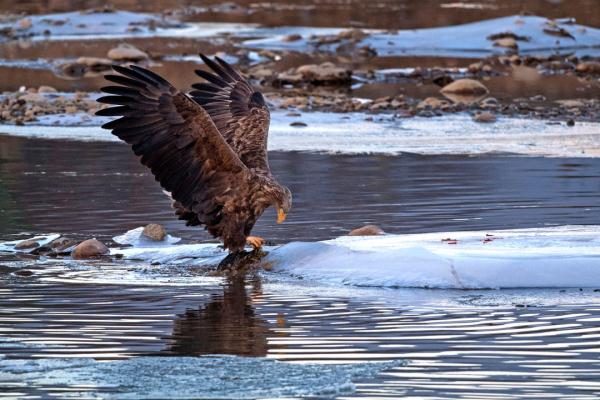 珍稀瀕危物種白尾海雕現身阿壩縣