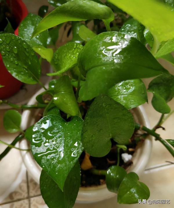 耐陰的 5種綠植,放在客廳,衛生間,北向窗臺,都能養得很好 耐陰的 5種綠植,放在客廳,衛生間,北向窗臺,都能養得很好